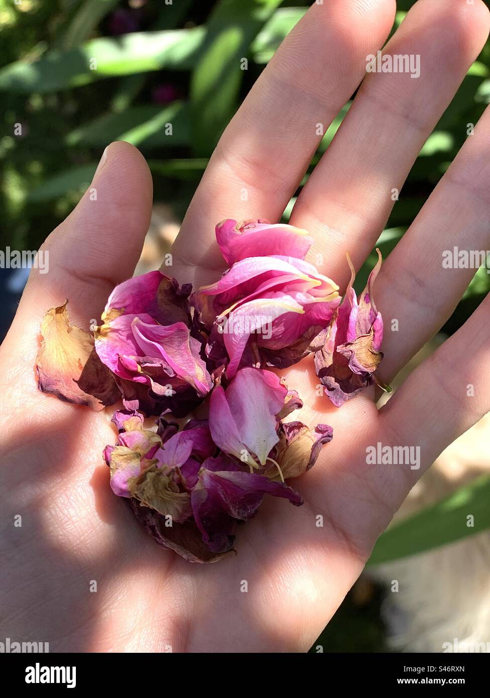 Crushed rose in the palm of a hand. Portugal, 2023. - Smartphone Captured Stock Image