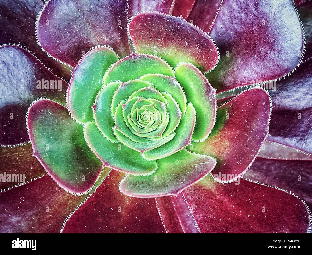 Close-up, directly above shot of Aeonium, the tree houseleeks. Full frame. Backgrounds. Pattern. Stock Photo