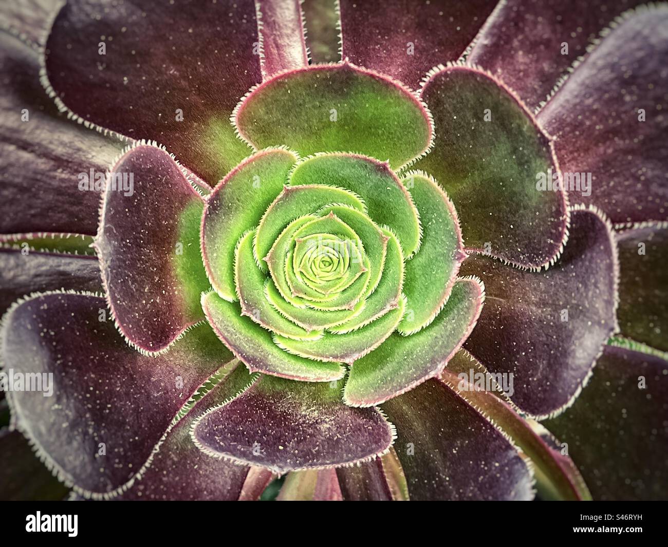 Directly above, close-up view of Aeonium, the tree houseleeks. Full frame. Backgrounds. Pattern. Botany. Stock Photo