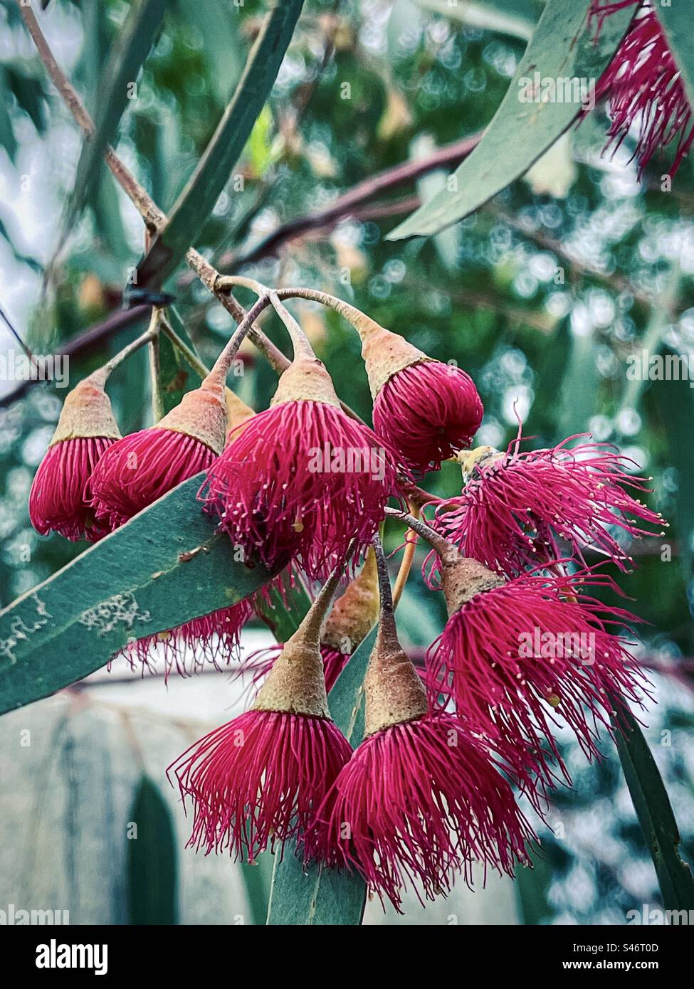Close-up of red flowers of the yellow gum tree or Eucalyptus leucoxylon, an Australian native tree which flowers in winter. Stock Photo