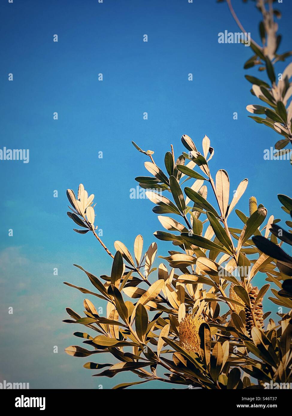 Low angle view of Banksia integrifolia commonly known as the coast banksia, with yellow flower and cone/seed head against blue sky. Australian native flora. Copy space. Stock Photo