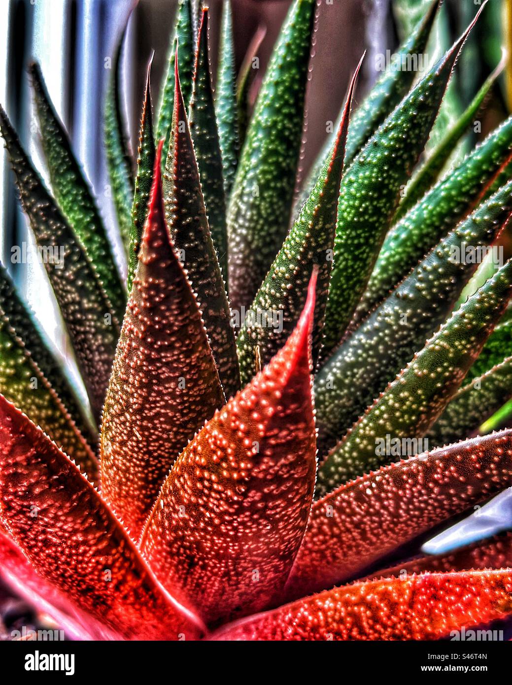 Aloe red and green - Smartphone Captured Stock Image