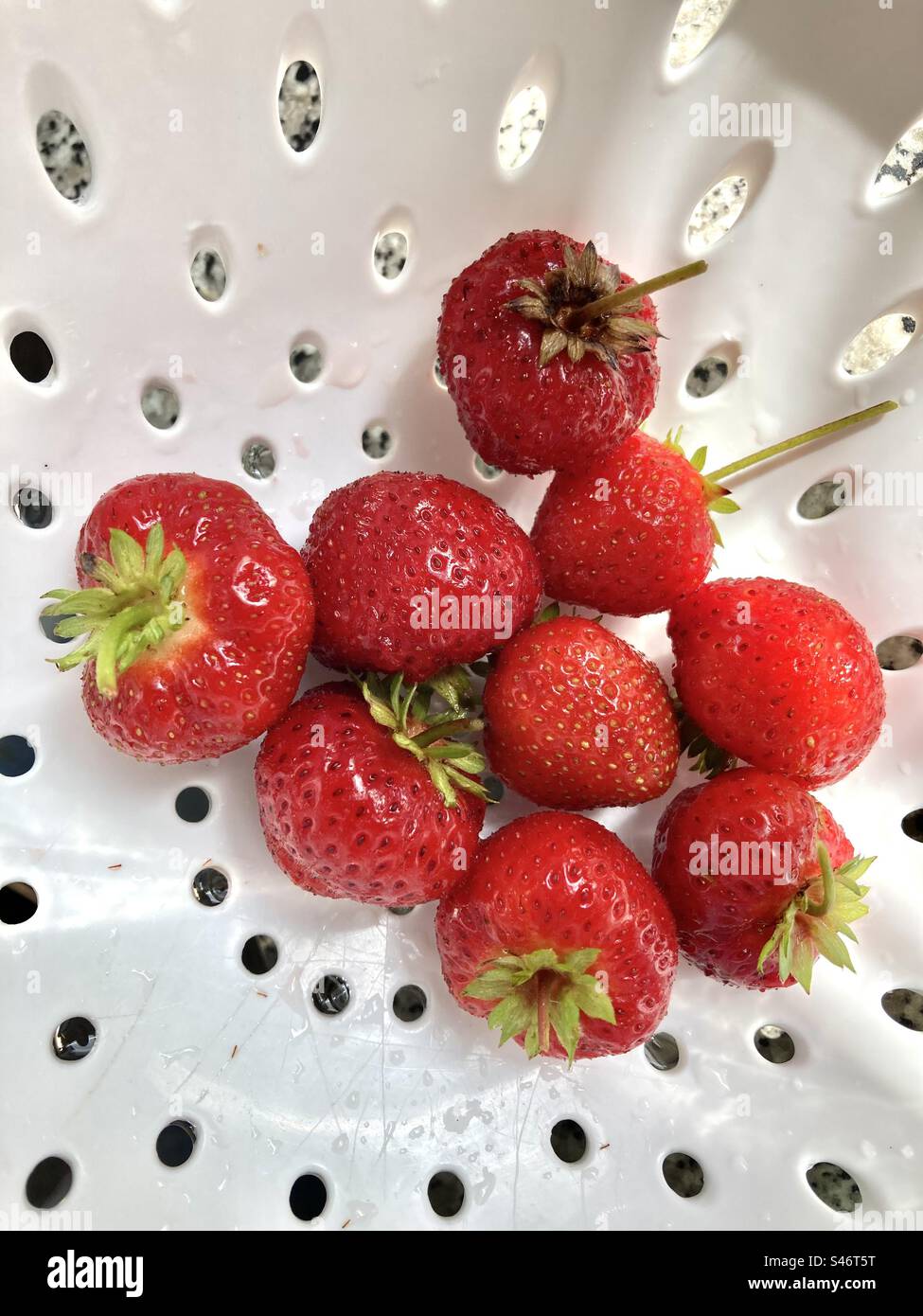 Home grown strawberries - Smartphone Captured Stock Image