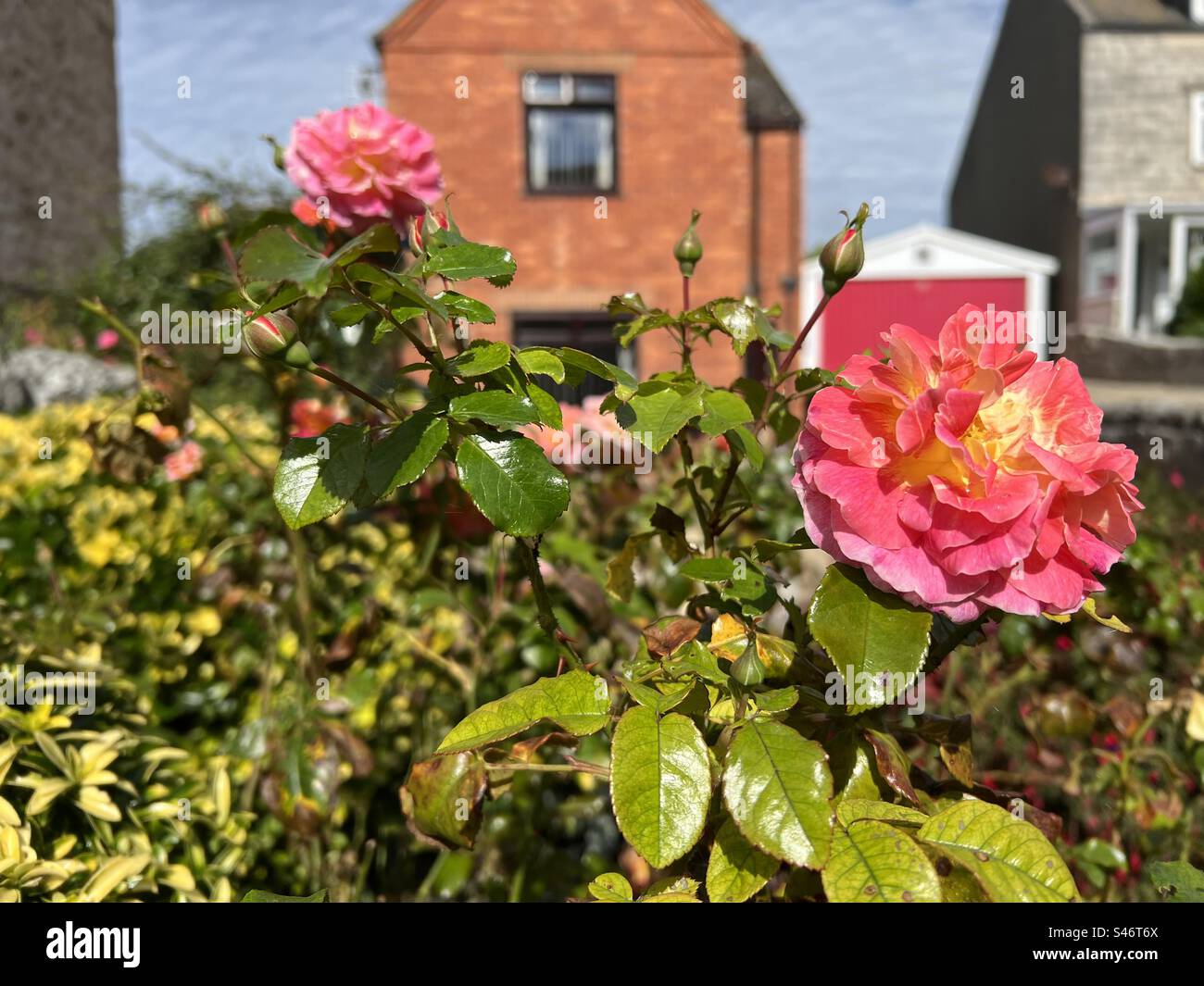 Roses house hi-res stock photography and images - Alamy