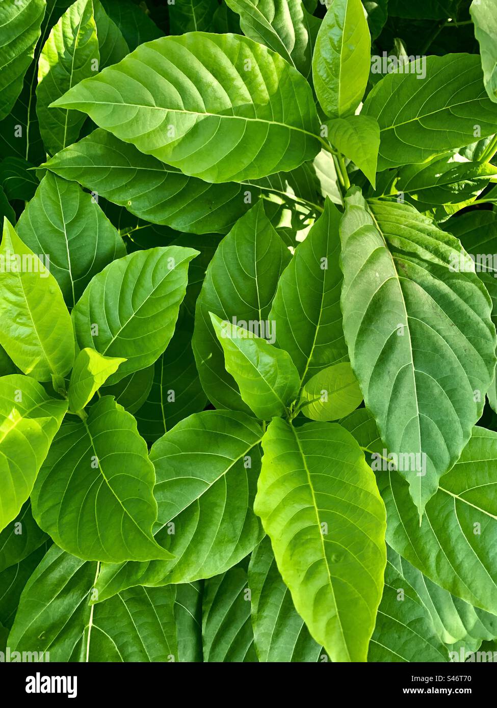 Green leaves background hi-res stock photography and images - Alamy