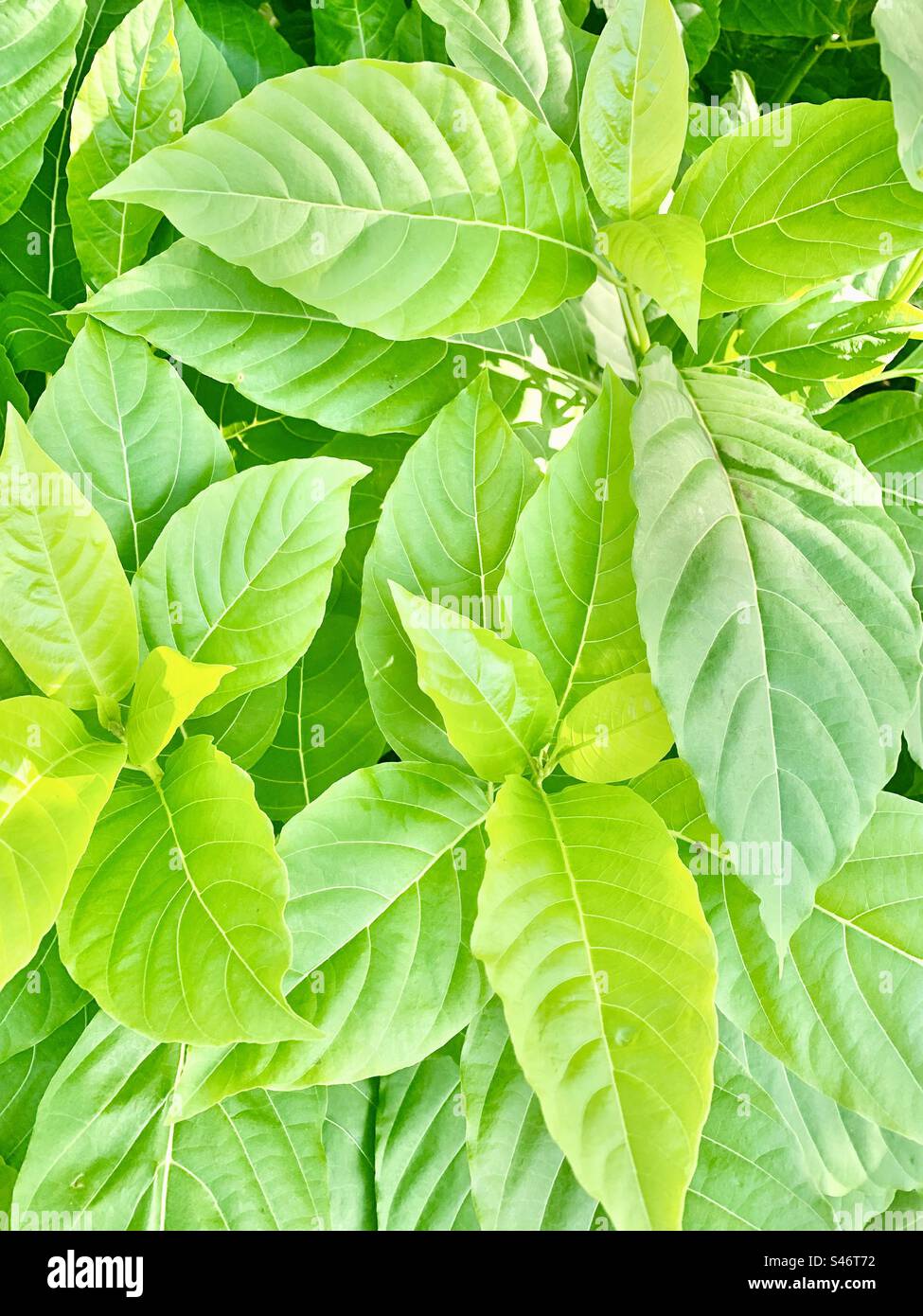 Fresh green leaves background Stock Photo - Alamy