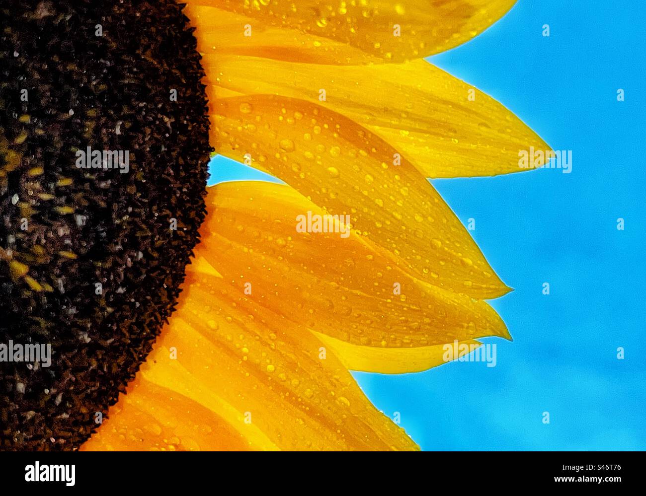 Rain on a sunflower. - Smartphone Captured Stock Image