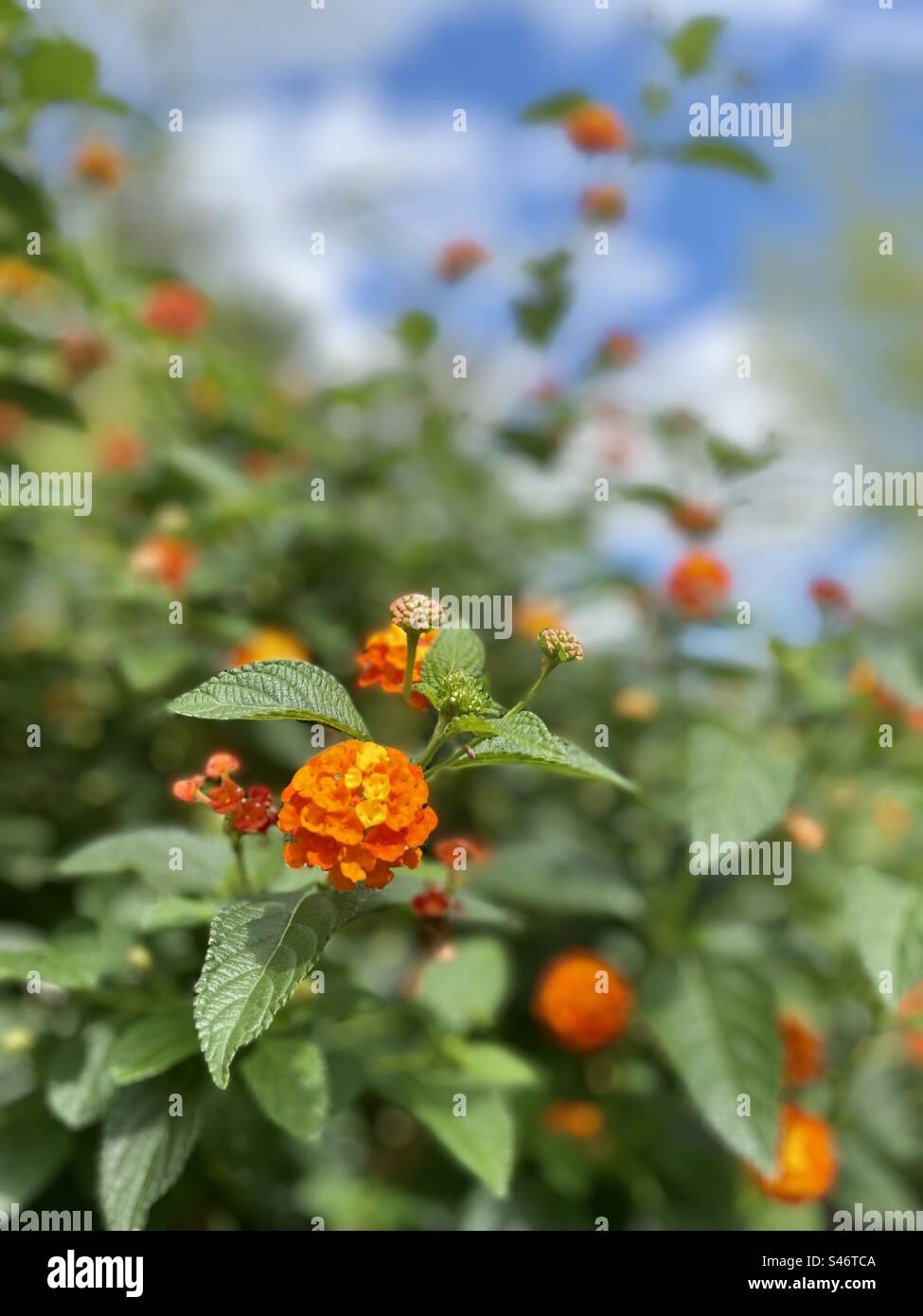 Orange clusters of flowers on the lantana camara plant Stock Photo Alamy