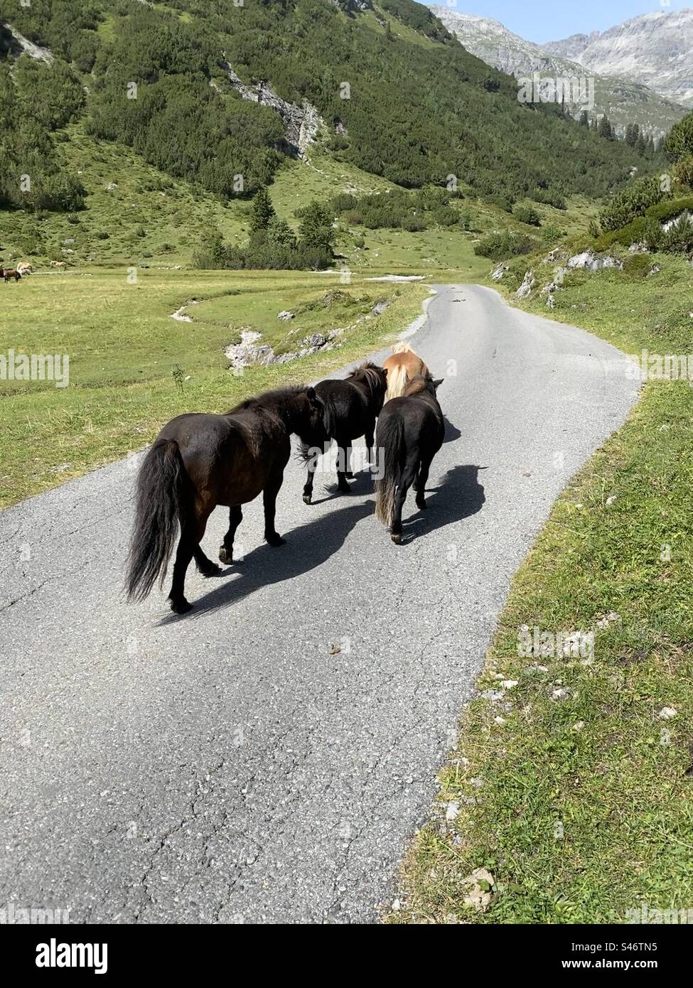 Pony road hi-res stock photography and images - Alamy