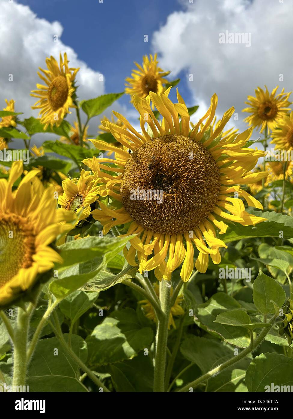 Sky grey clouds sunny day hi-res stock photography and images - Alamy