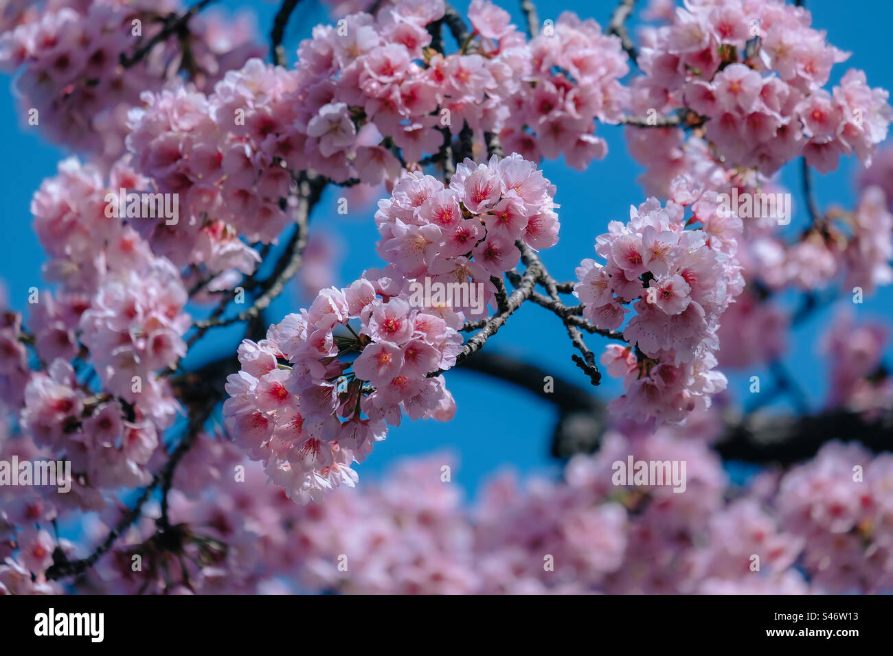 Cherry blossom in blooming, Japan - Smartphone Captured Stock Image