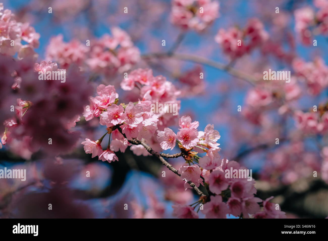 Beautiful cherry blossom in blooming, Japan Stock Photo