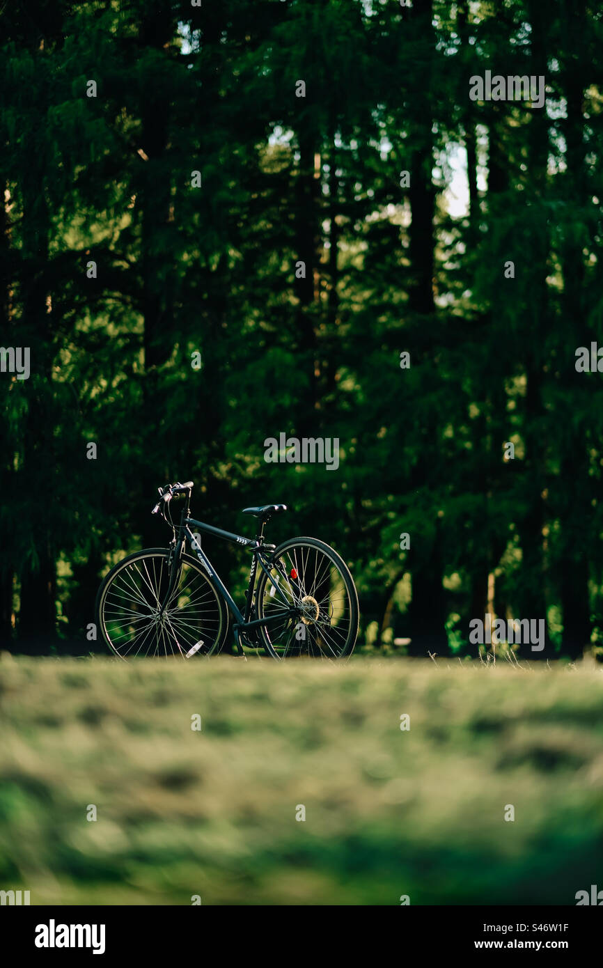 Bike in the wood - Smartphone Captured Stock Image