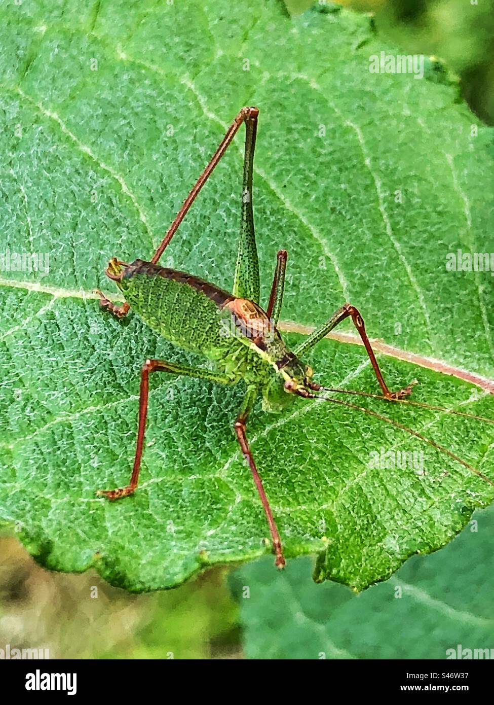 Speckled Bush-cricket (Leptophyes punctatissima) Location: Lakeside Country Park Eastleigh Hampshire United Kingdom - Smartphone Captured Stock Image