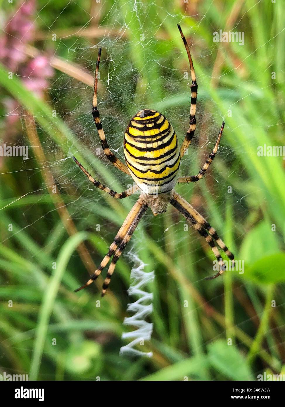 Wasp spider (Argiope bruennichi) Female waiting for prey and showing its distinctive “stabilimentum” a white zig-zag strip running down the middle of its web. Lakeside Country Park, Eastleigh, UK Stock Photo