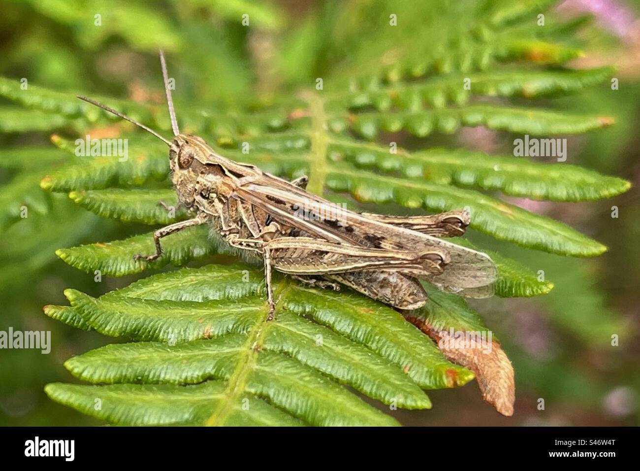 Common Field Stock Photo Alamy
