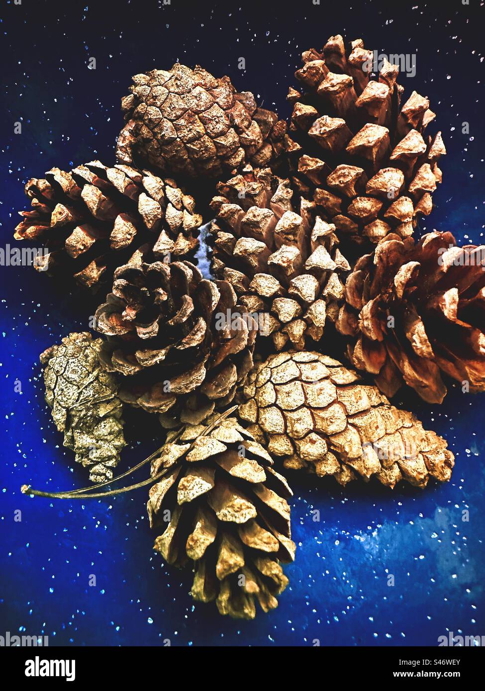Pine cones - Smartphone Captured Stock Image