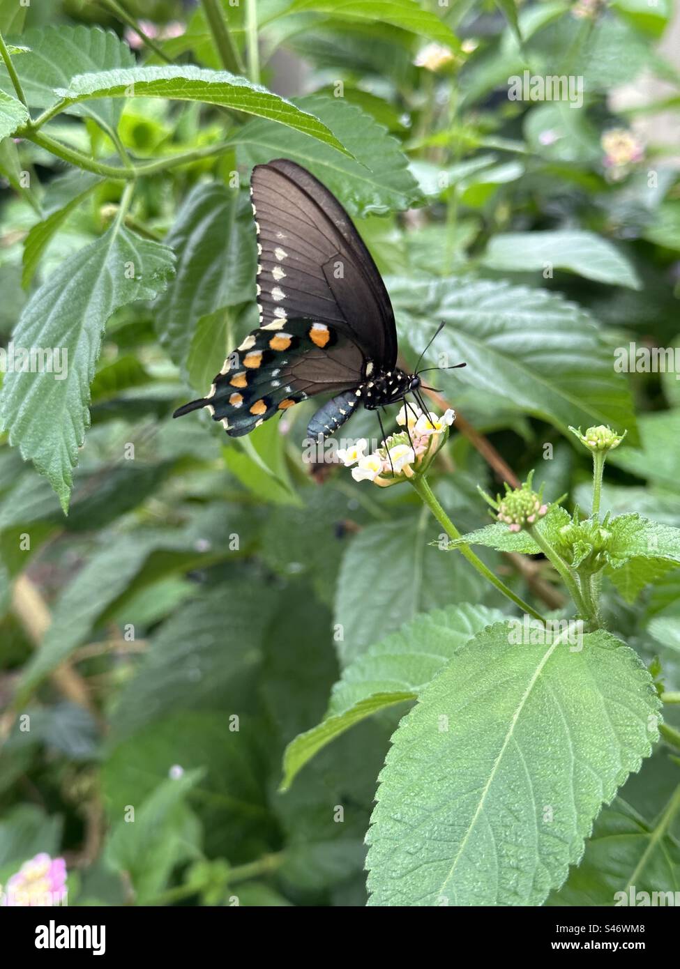 Black swallowtail butterfly Stock Photo - Alamy