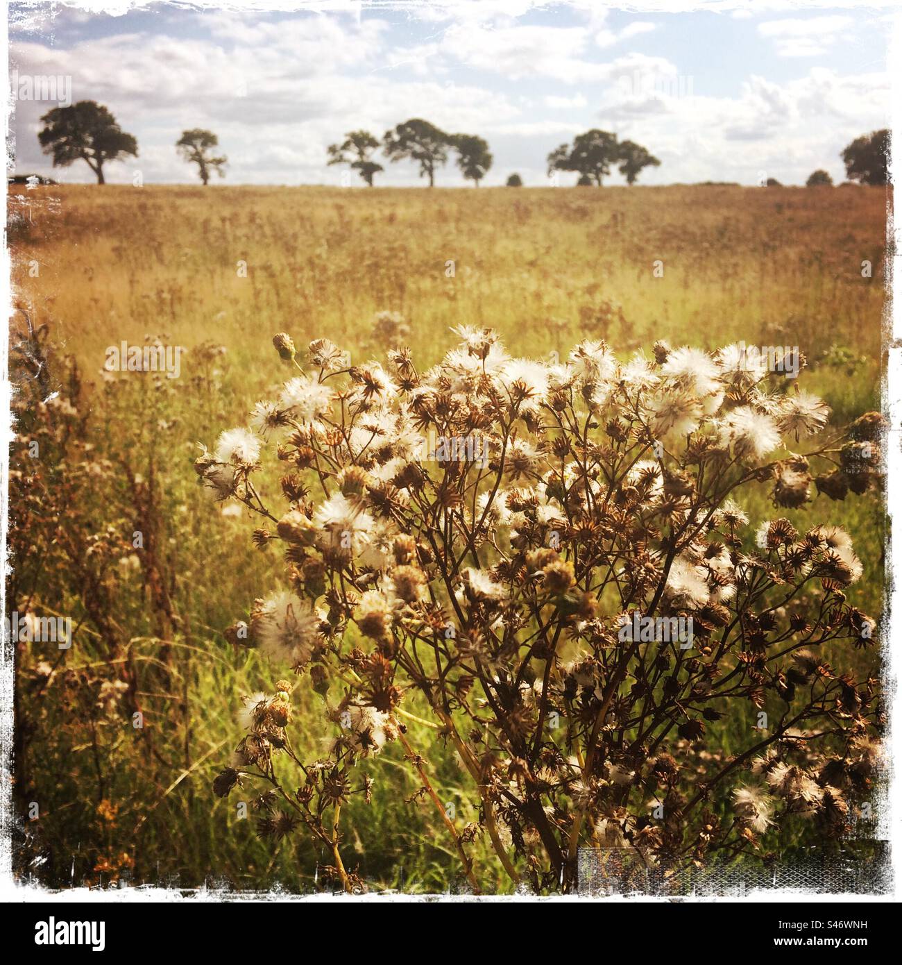Thistle seedheads at Ken Hill, Snettisham. - Smartphone Captured Stock Image