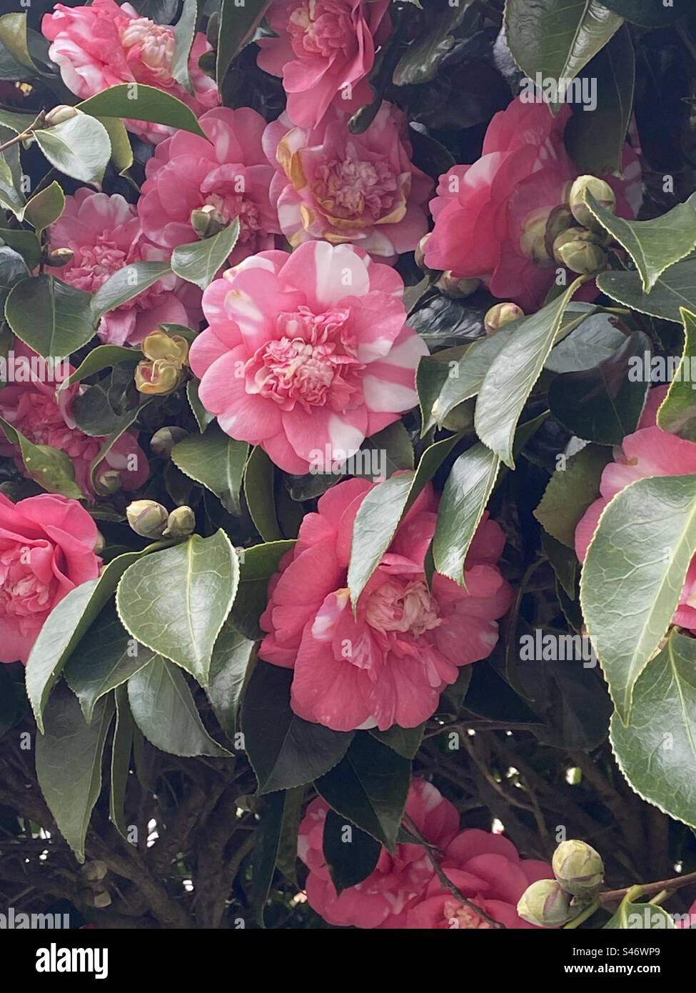 Camellias in bloom Stock Photo