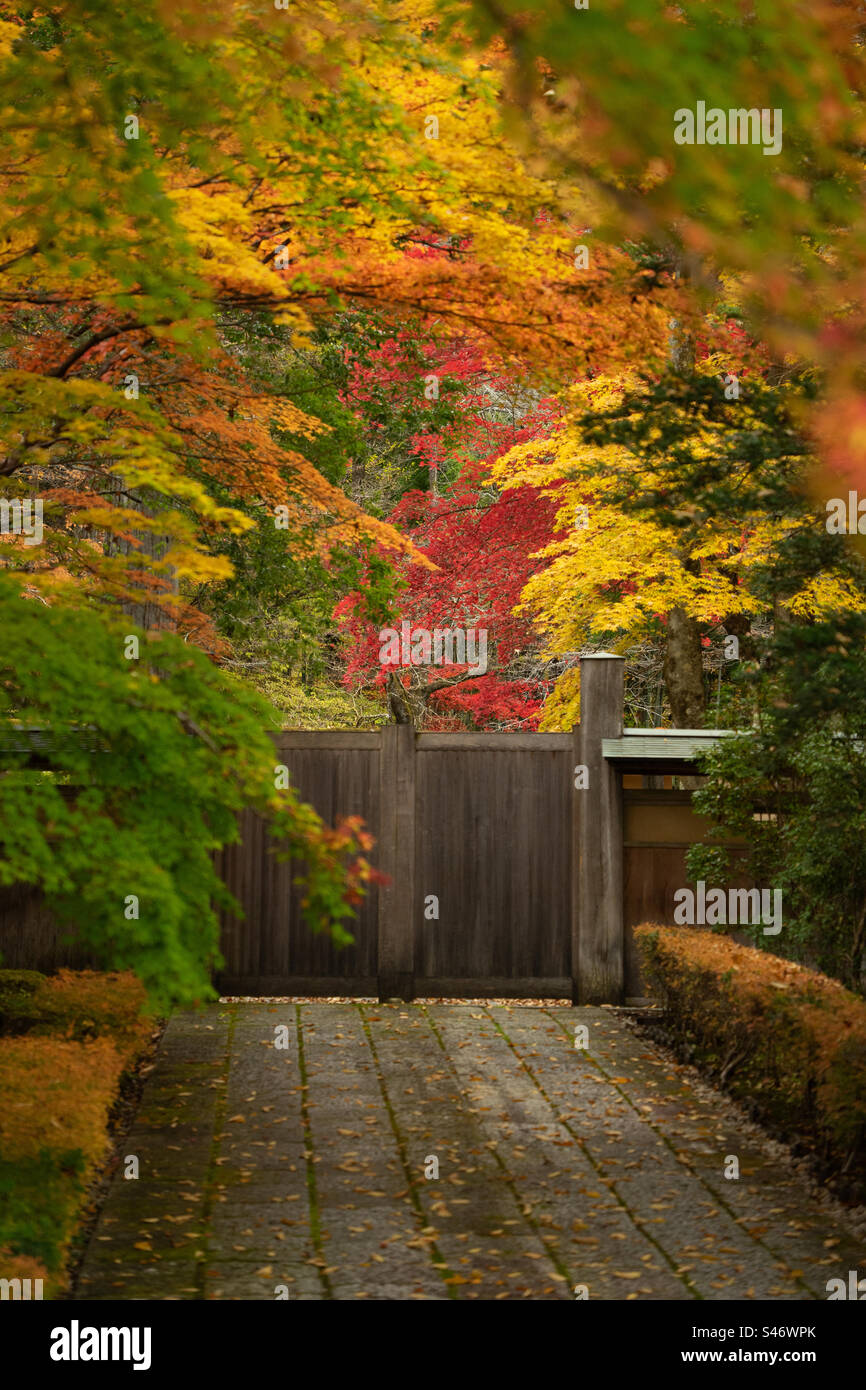 Wooden gate and beautiful autumn leaves in Japan - Smartphone Captured Stock Image