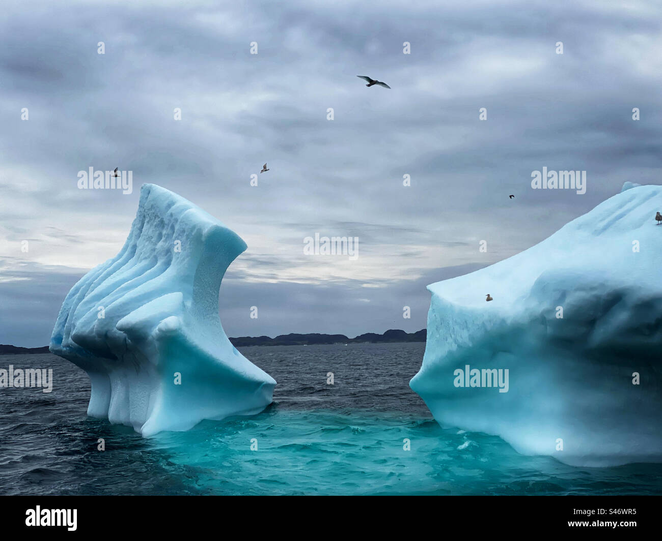 Birds flying around icebergs off the coast of Greenland Stock Photo