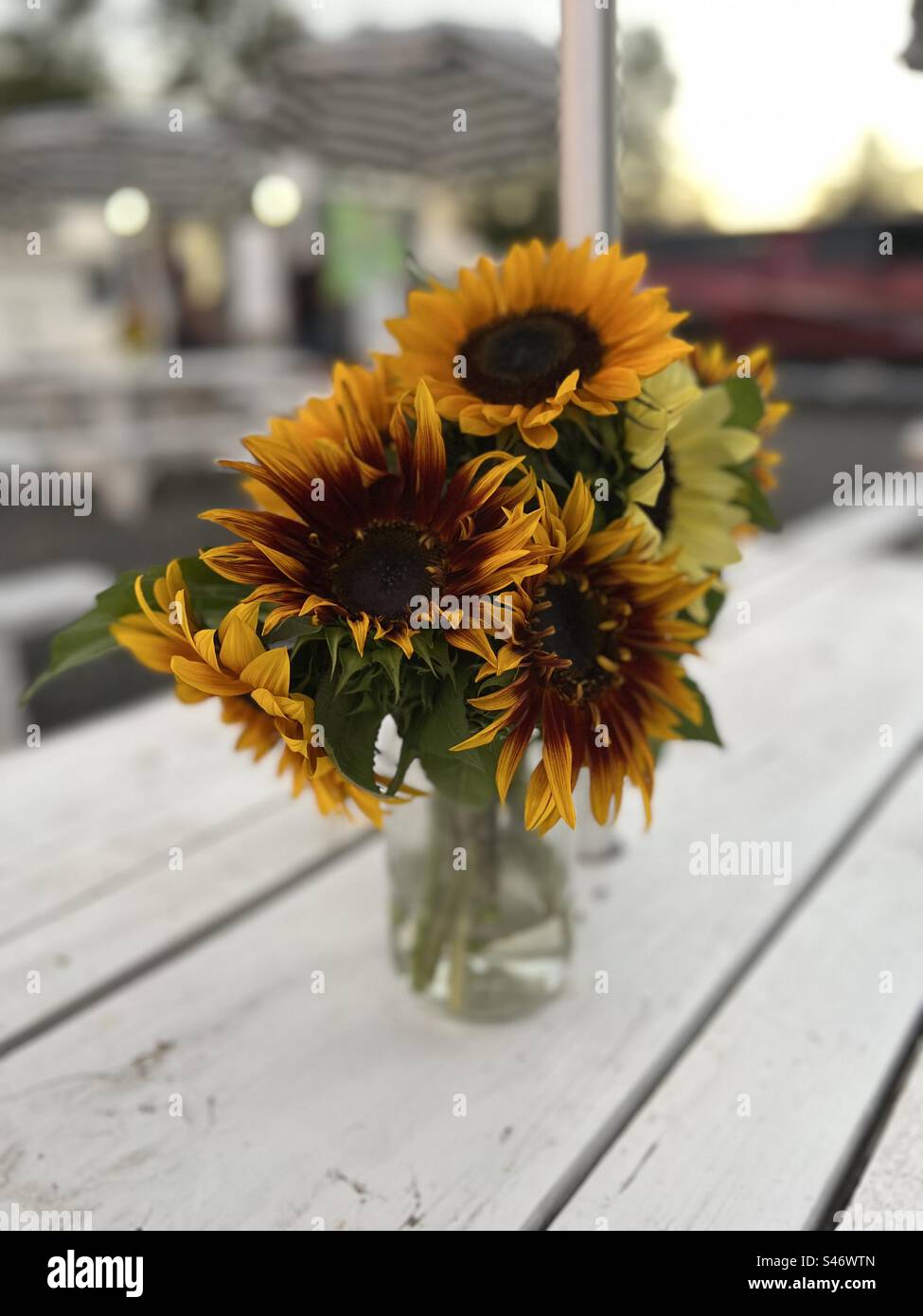 Sunflowers in Vase outside in Fall - Smartphone Captured Stock Image