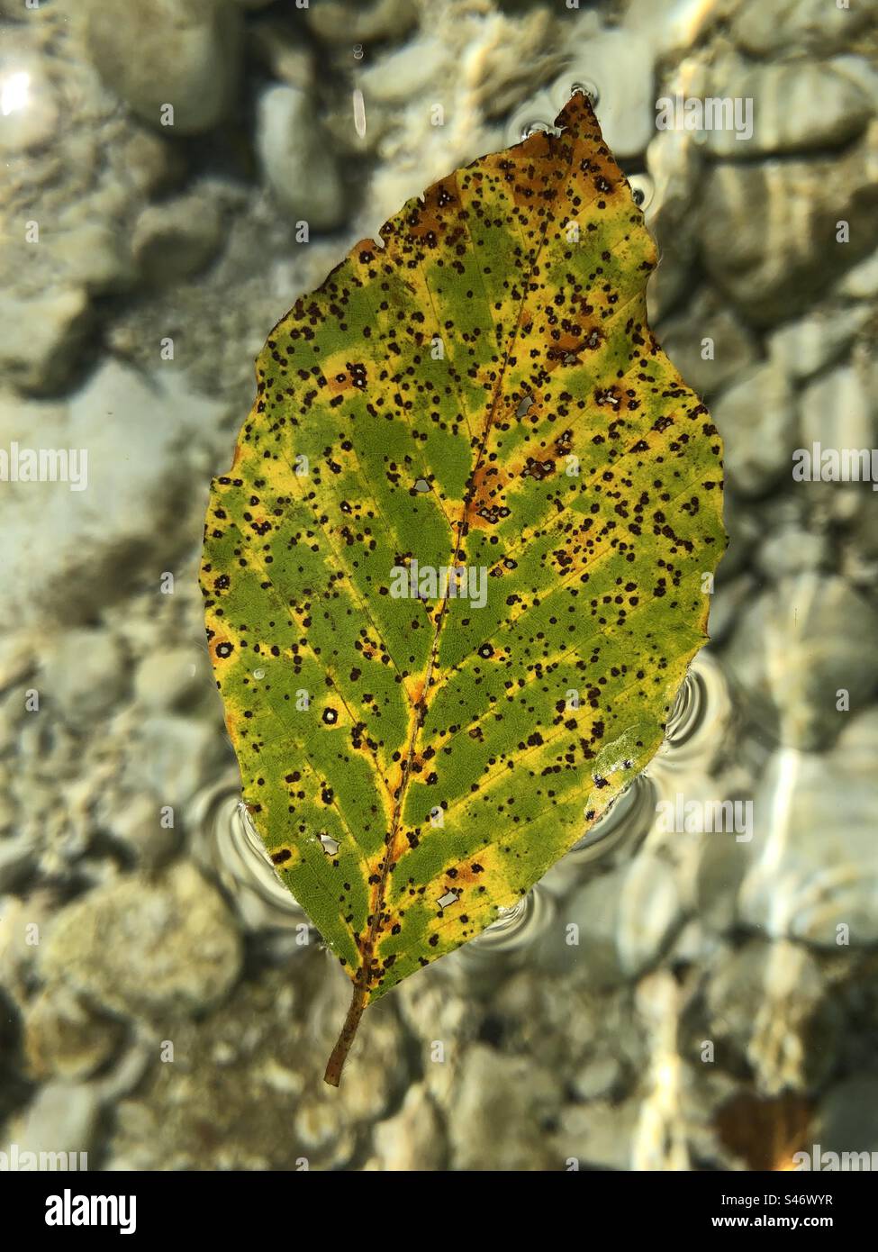 leaf (fagus sylvatica) drifting in river (sava bohinjka) - Smartphone Captured Stock Image