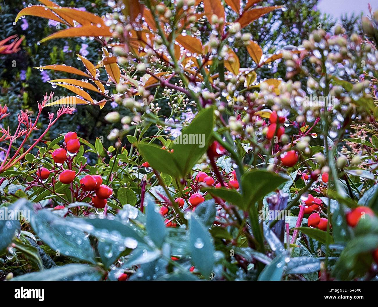 Red berries of Ardisia crenata aka Christmas berry/ Australian holly surrounded by flowering shrubs and foliage drenched with raindrops on a cold, wet winter day in Melbourne, Australia. Stock Photo