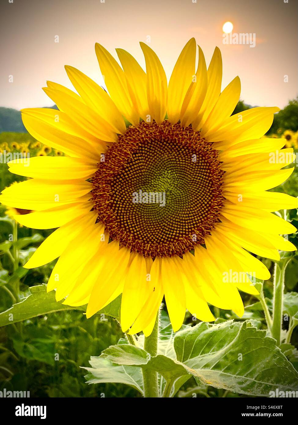 Close up sunflower sunset hi-res stock photography and images - Alamy
