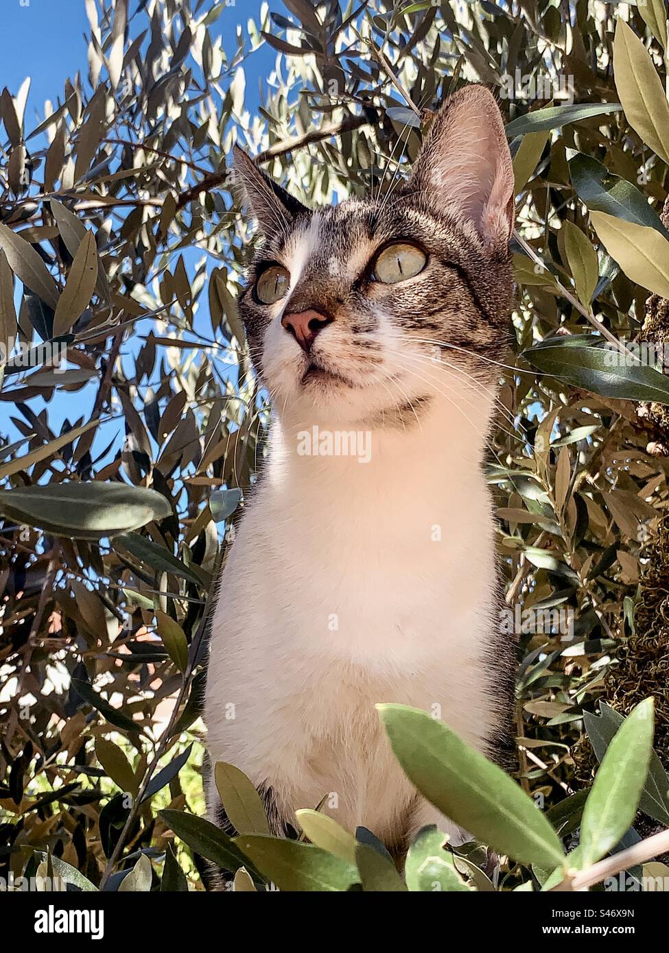Tabby & white cat in an olive tree - Smartphone Captured Stock Image