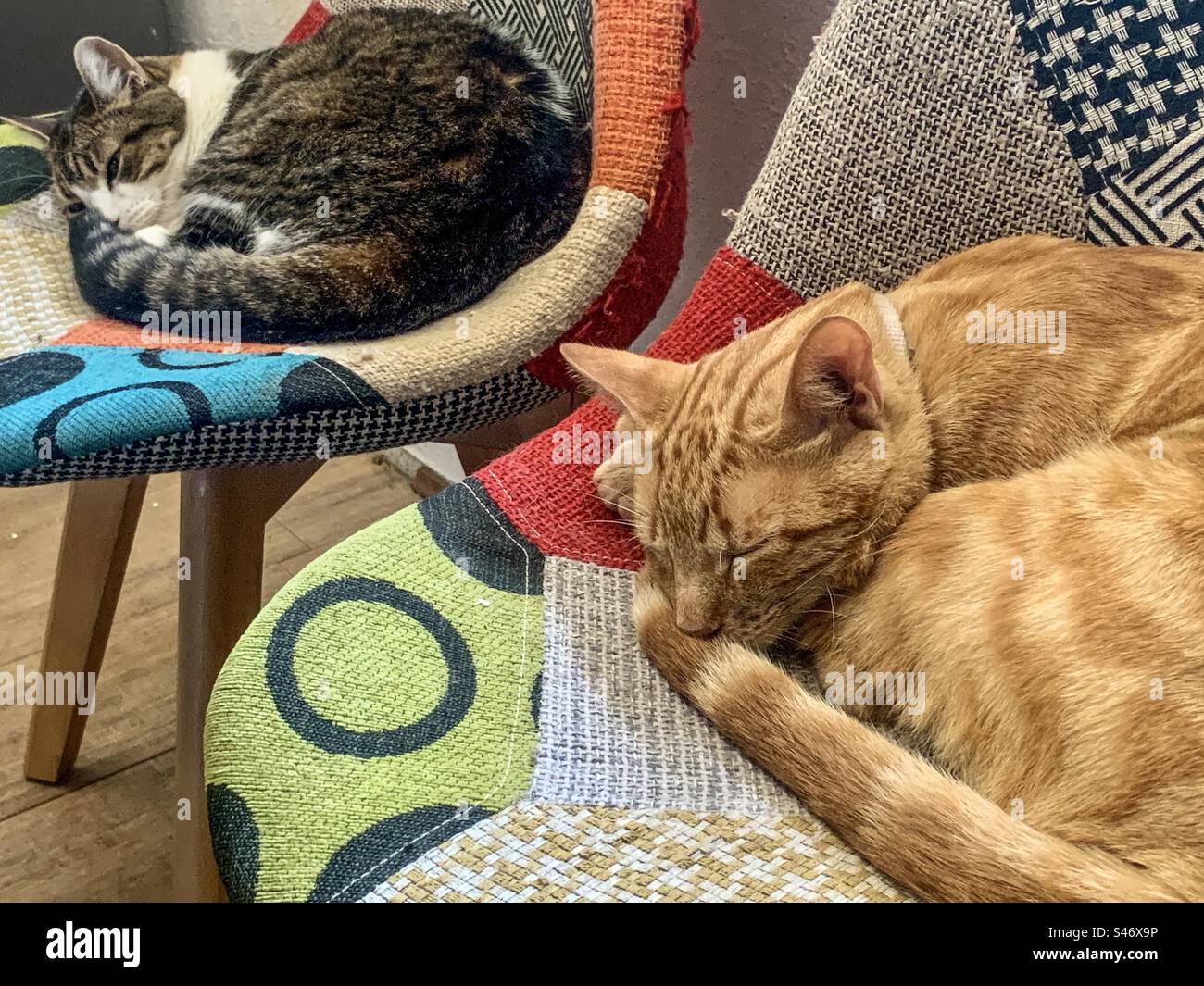 2 cats curled up asleep on colourful chairs Stock Photo