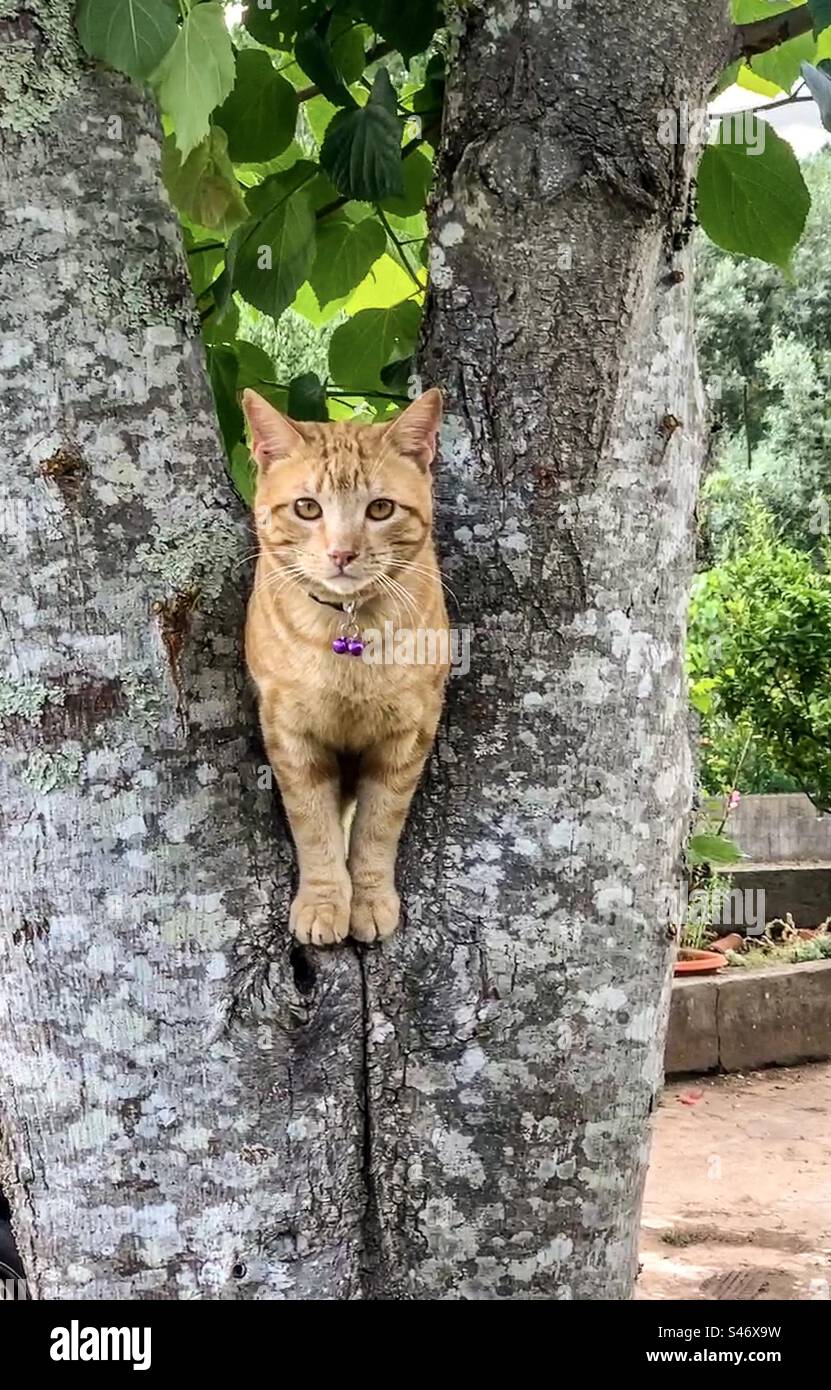 Ginger cat between the limbs of a tree - Smartphone Captured Stock Image