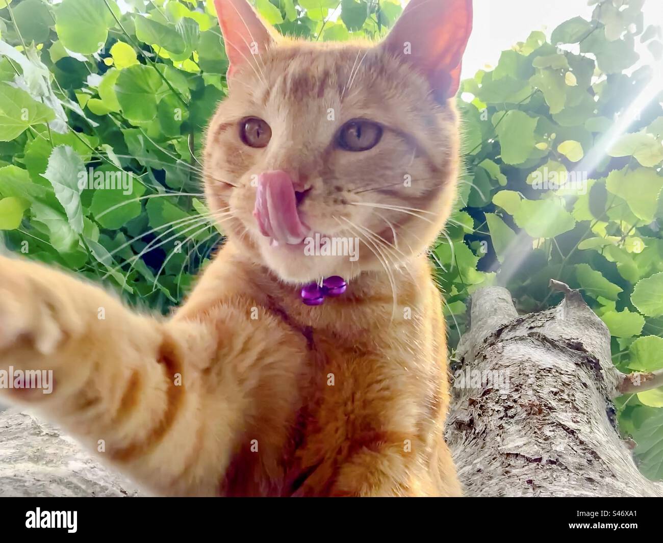 Cat in a tree looks down and paws at the camera while licking his lips - Smartphone Captured Stock Image