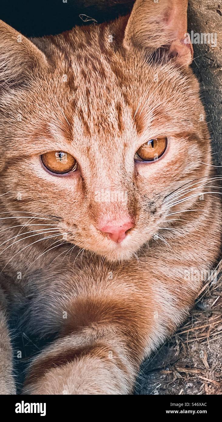 A ginger cat - Smartphone Captured Stock Image