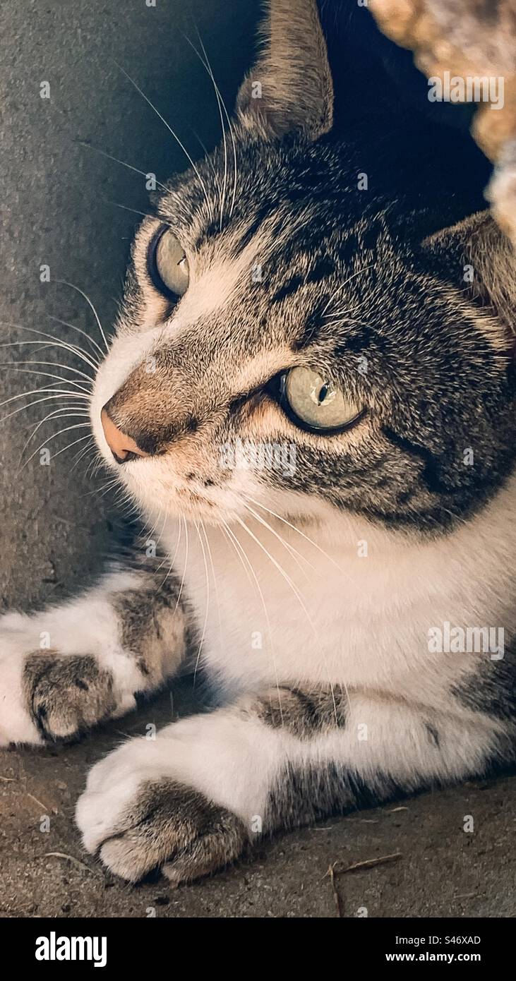 Tabby and white cat in a concrete tunnel - Smartphone Captured Stock Image