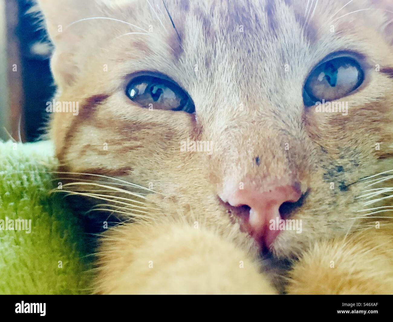 Close up on a ginger cat resting his head on his paws and looking upwards - Smartphone Captured Stock Image
