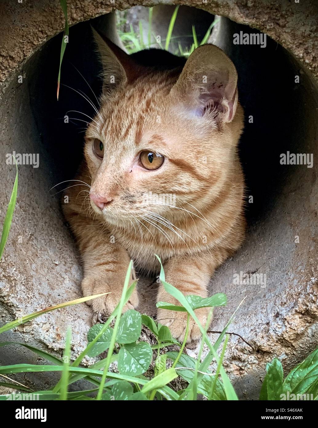 A ginger cat peers out from a concrete tunnel - Smartphone Captured Stock Image