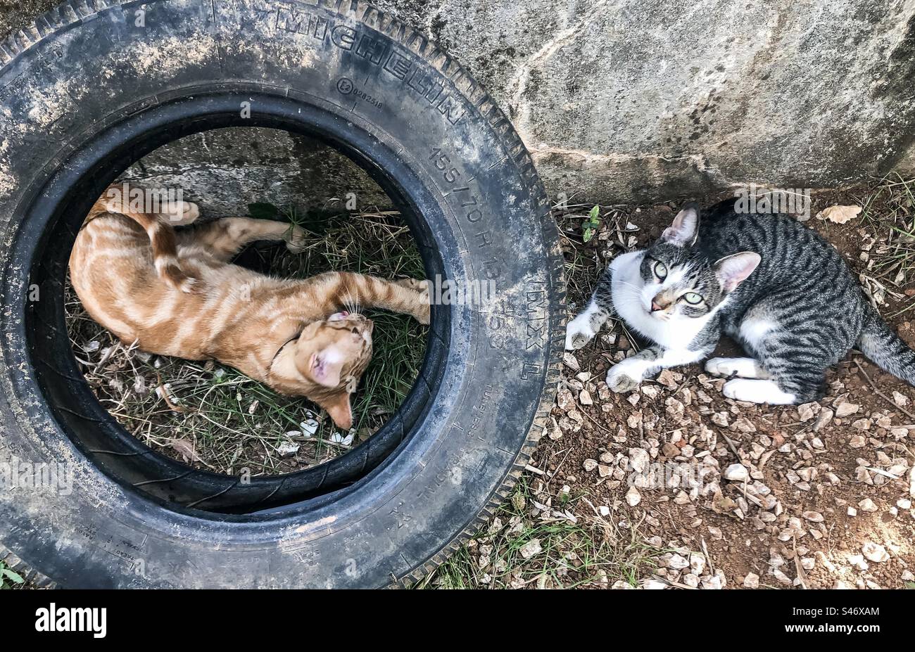 2 cats play around an old tire - Smartphone Captured Stock Image