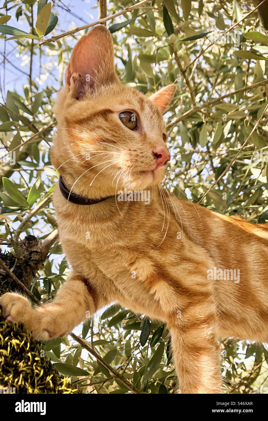 Ginger cat in an olive tree - Smartphone Captured Stock Image