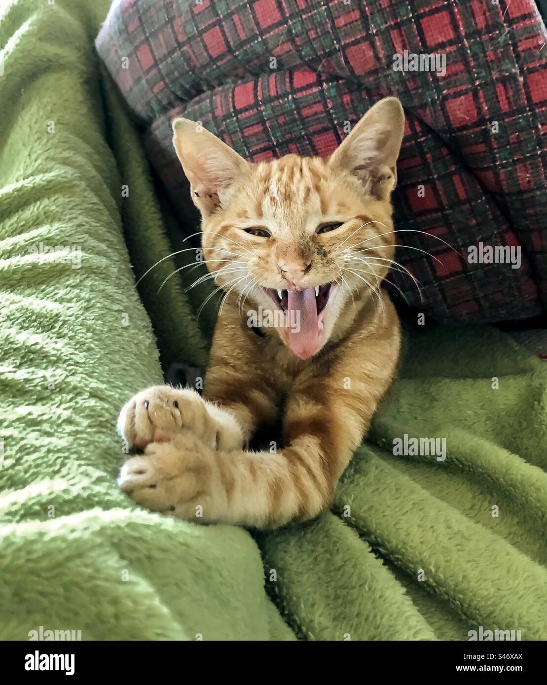Ginger cat on a blanket with his bed upside down on top of him does a big yawn - Smartphone Captured Stock Image