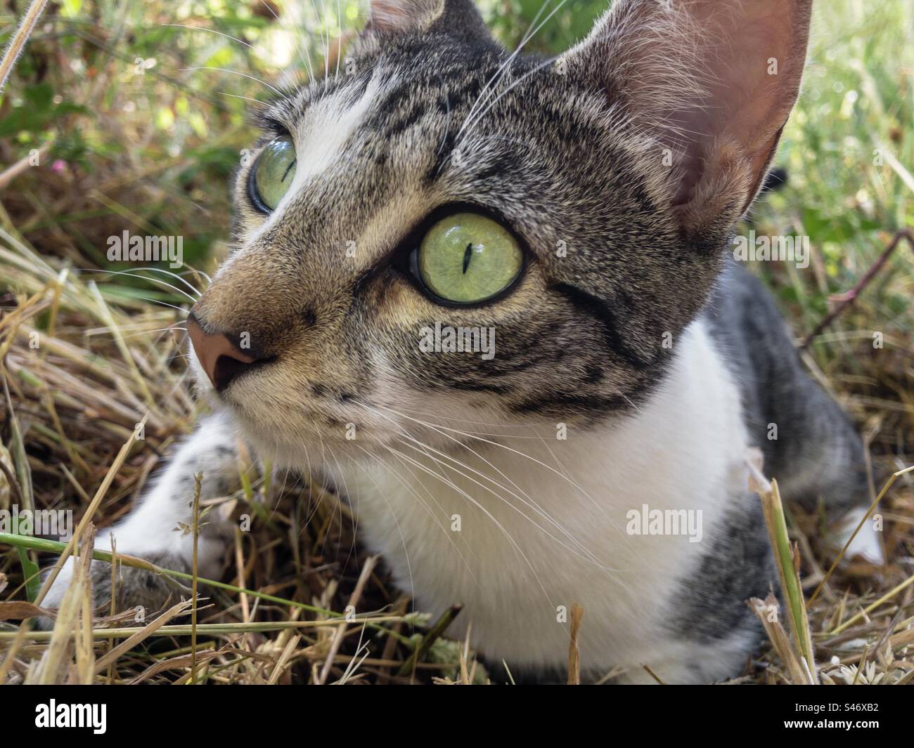 Close up of an alert looking tabby & white cat laying in grass - Smartphone Captured Stock Image