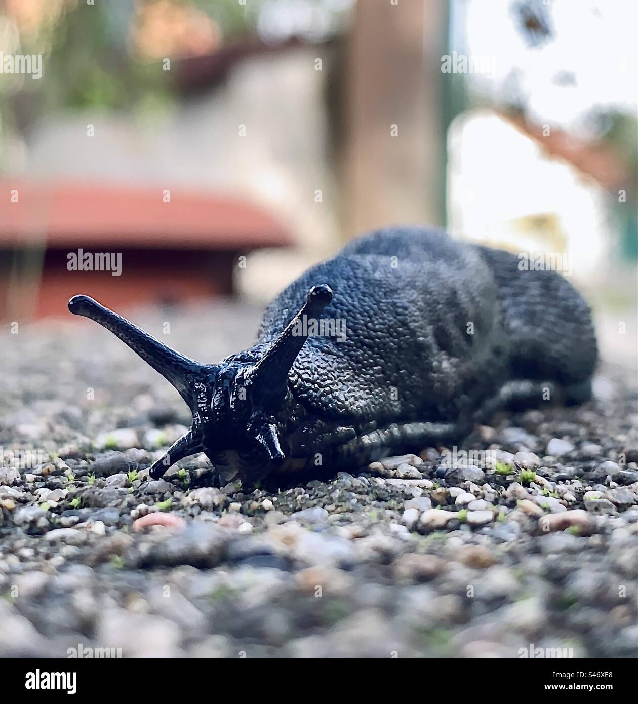 A large black slug crawls across a garden wall - Smartphone Captured Stock Image
