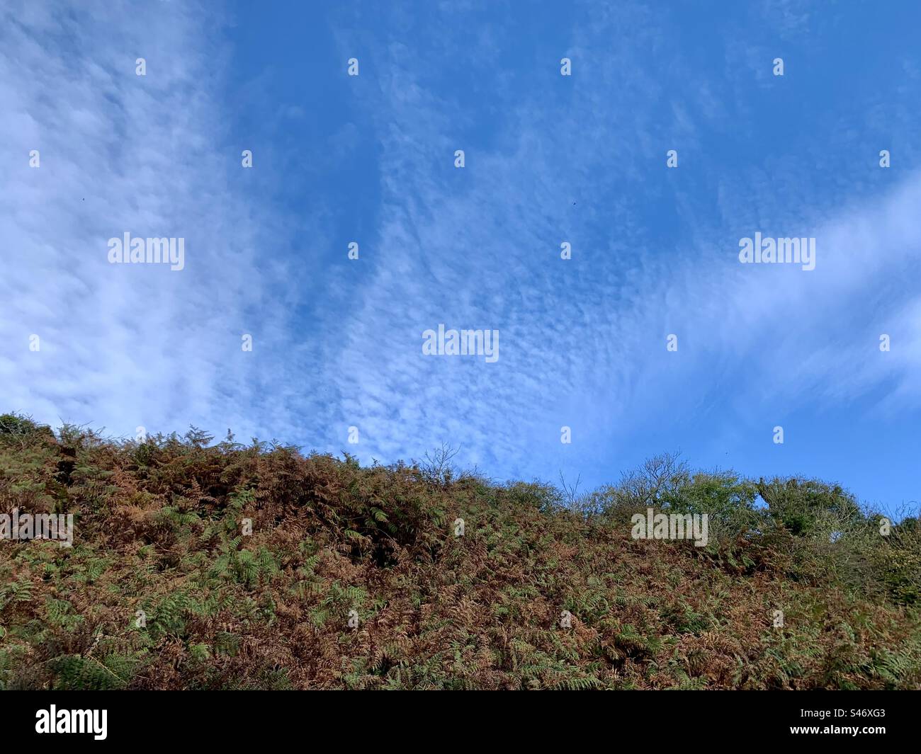 Fern and bracken against blue sky - Smartphone Captured Stock Image