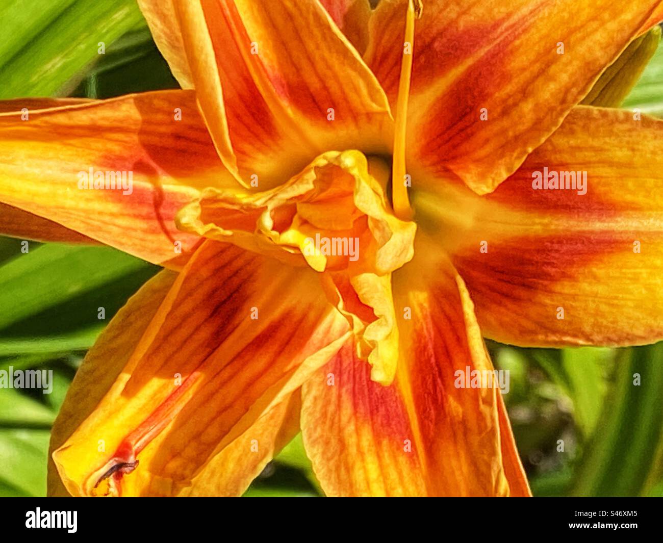 Orange day lily - Smartphone Captured Stock Image