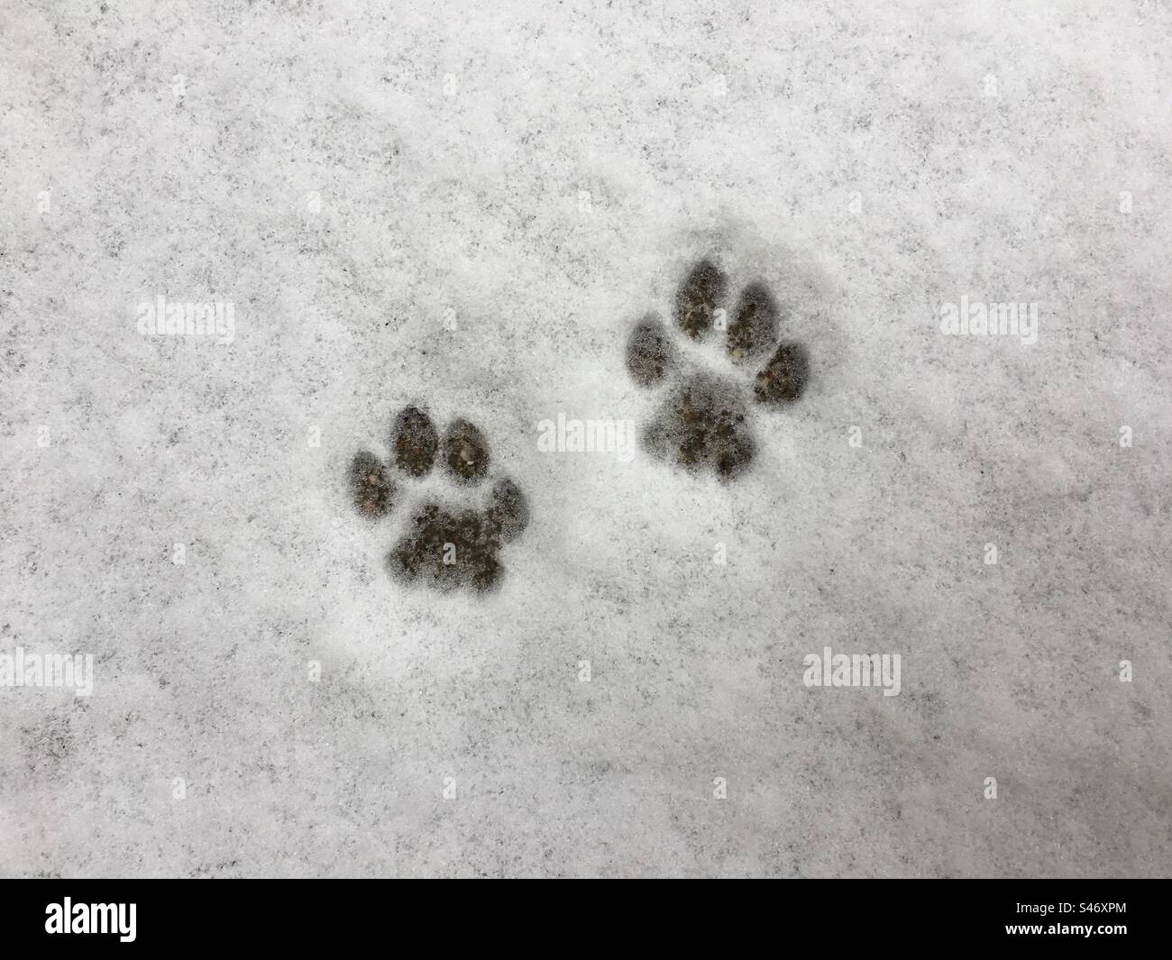 Cat paw prints in snow Stock Photo Alamy