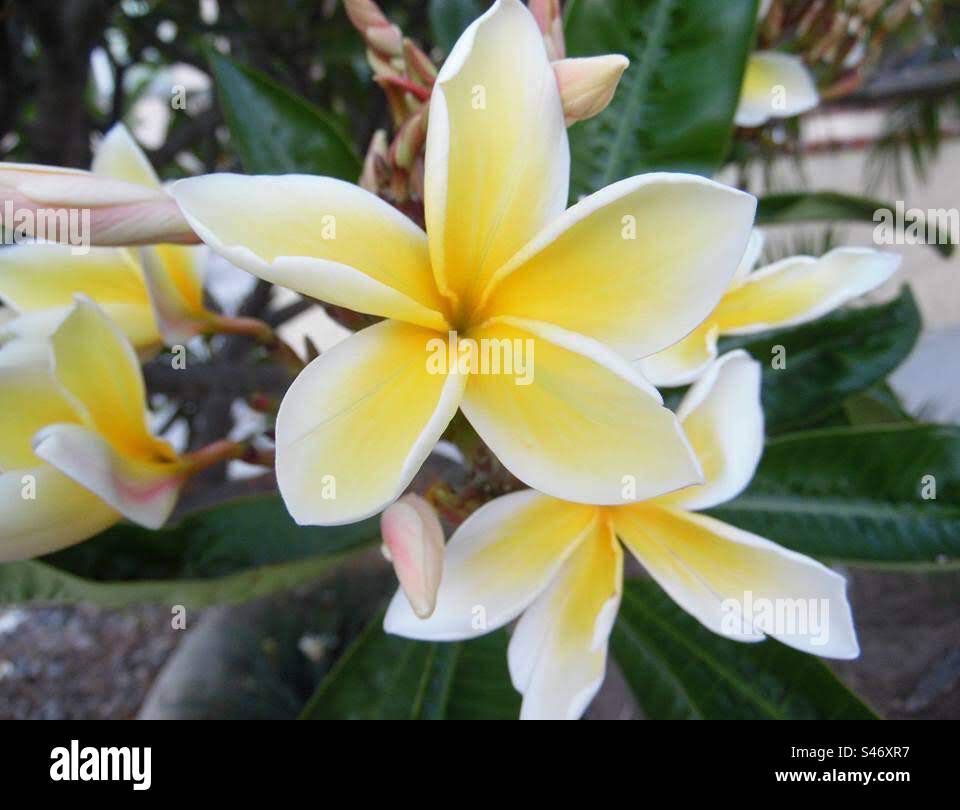 The classic white frangipani flower in full bloom - Smartphone Captured Stock Image