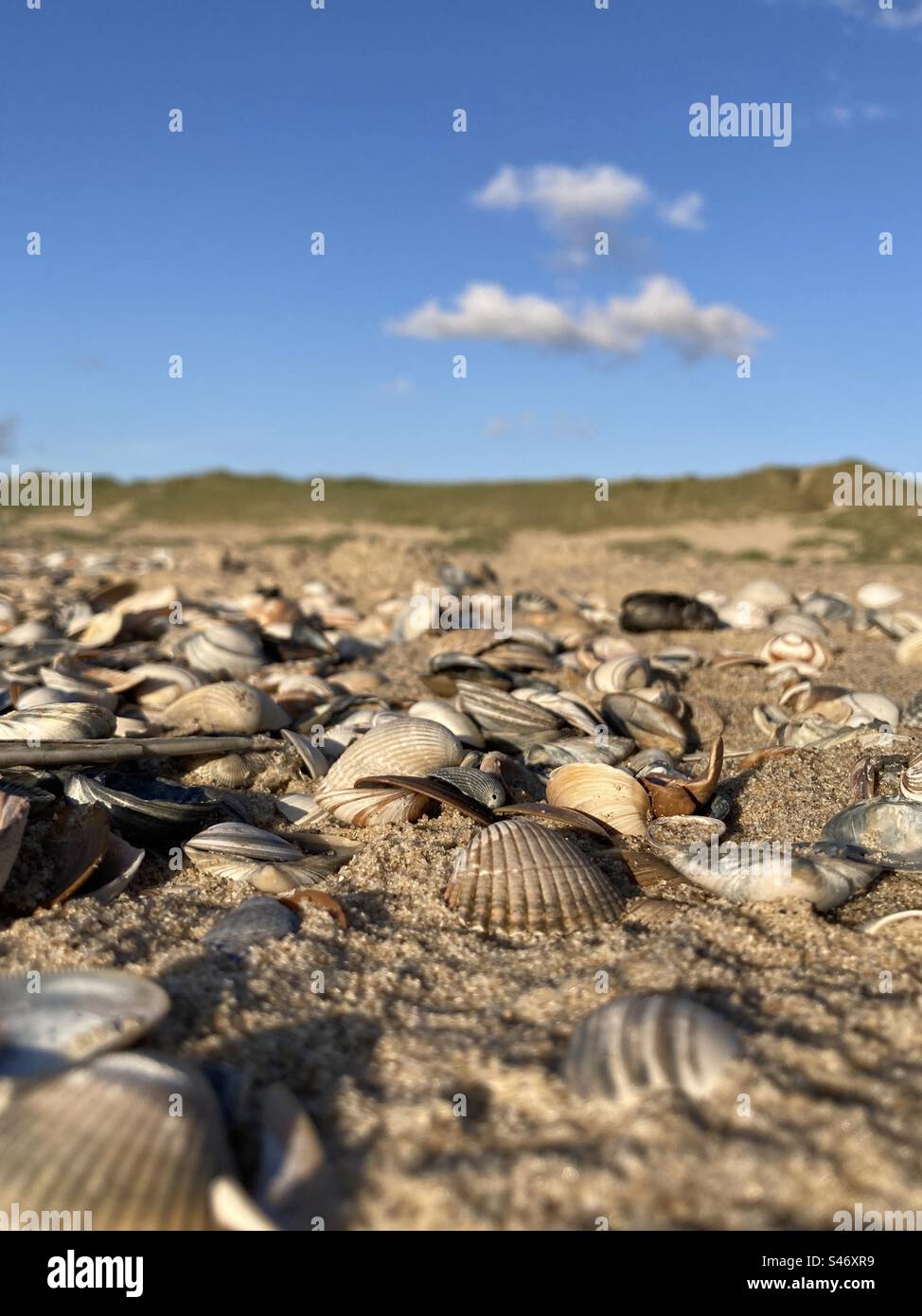 Pile of seashells on beach in front of blue sky and dunes - Smartphone Captured Stock Image