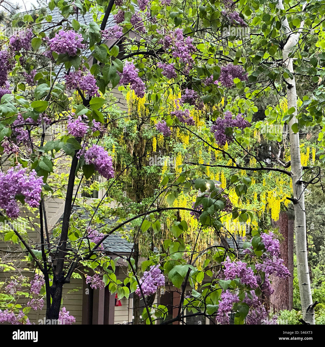 June, 2023, Flowering plants on the grounds of the Hyatt Regency Lake Tahoe Resort Spa and Casino, Incline Village, Nevada, United States Stock Photo