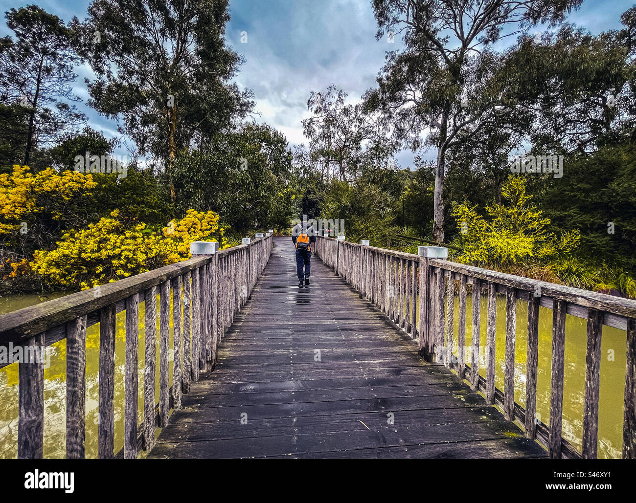 Rear view of man walking on footbridge across lake against yellow flowering golden wattle shrubs and trees beside the lake in late winter. The way forward. Diminishing perspective. - Smartphone Captured Stock Image